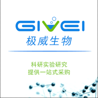 人急性髓系白血病细胞SKM-1+LUC