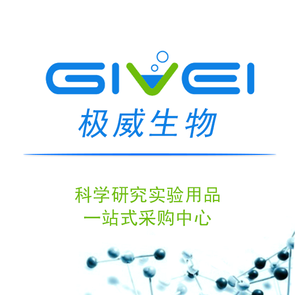 人急性髓性白血病细胞OCI-AML-2+LUC